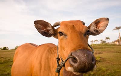 Boi gordo hoje: confira as cotações para esta quarta-feira (14)