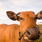 Boi gordo hoje: confira as cotações para esta segunda-feira (26)