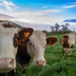 Boi gordo hoje: confira as cotações para quinta-feira (8)