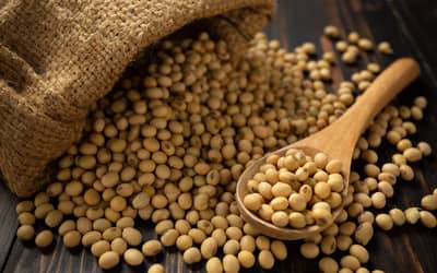 Soja e trigo: confira as cotações de preço para esta terça-feira (27)