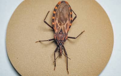 Doença de Chagas: após surto em Ananindeua (PA), 155 municípios prioritários recebem quase R$ 12 milhões