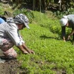 Projeto prevê comprovação da propriedade e CNPJ ativo para acesso a programas governamentais