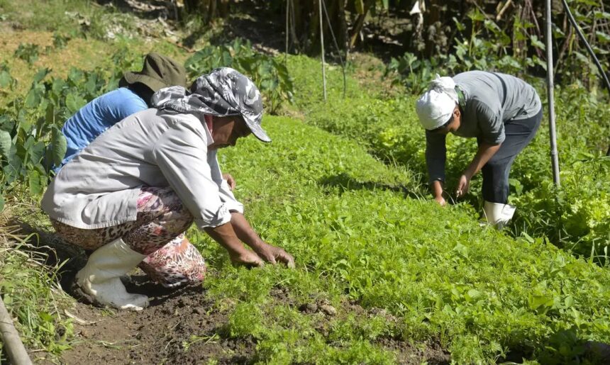 Projeto prevê comprovação da propriedade e CNPJ ativo para acesso a programas governamentais