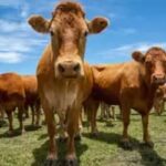 Preços de Produtos de Origem Animal Apresentam Estabilidade em São Paulo (15/05/2026)