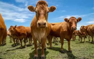 Preços de Produtos de Origem Animal Apresentam Estabilidade em São Paulo (15/05/2026)