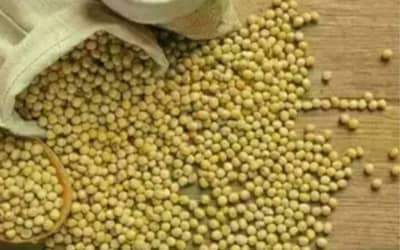 Soja e trigo em queda no Paraná: como a crise afeta os produtores