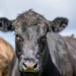 Preços de carnes e frangos apresentam variações em São Paulo