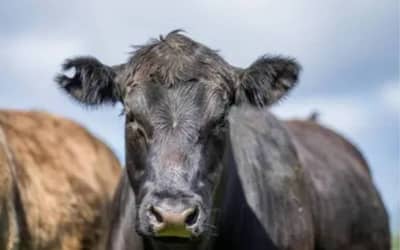 Preços de carnes e frangos apresentam variações em São Paulo