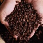 Preços de café, açúcar e milho registraram alterações no mercado paulista (22/06)