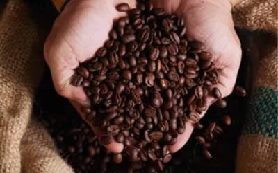 Preços de café, açúcar e milho caem na segunda-feira (29) em São Paulo