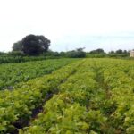 Projeto de Lei 2951/24: Um Passo para a Proteção do Setor Agropecuário (em tramitação no Senado Federal)