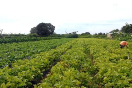 Projeto de Lei 2951/24: Um Passo para a Proteção do Setor Agropecuário (em tramitação no Senado Federal)