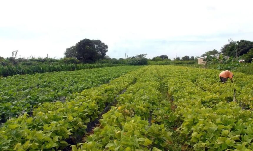 Projeto de Lei 2951/24: Um Passo para a Proteção do Setor Agropecuário (em tramitação no Senado Federal)