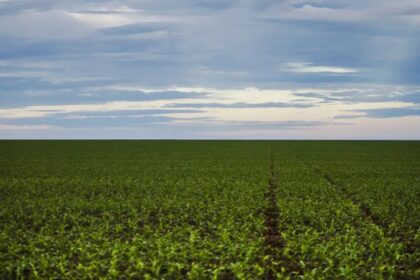Seguro rural: parlamentares de MG e do PR cobram fortalecimento da política para dar previsibilidade ao agro