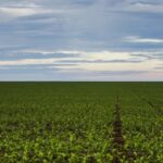 Projeto de Lei 2951/24: Uma Reforma Agrícola em Pauta no Congresso Nacional (fim de maio)