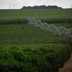 Projeto de Lei 2951/24: Senado Federal deve votar a reforma da política agrícola e do PSR antes do lançamento do Plano Safra 2026-2027 (Amanhã)