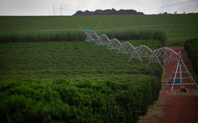 Projeto de Lei 2951/24: Senado Federal deve votar a reforma da política agrícola e do PSR antes do lançamento do Plano Safra 2026-2027 (Amanhã)