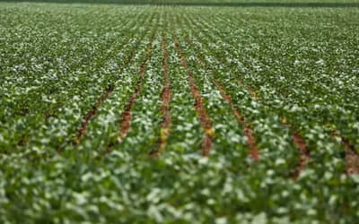 Agricultura: governo publica preços mínimos para safra de verão 2026/27