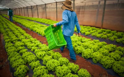 Governo aprova resolução para renegociação das dívidas rurais (até 12 de novembro)