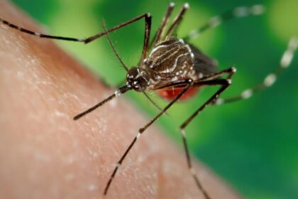 Ministério da Saúde alerta para risco de aumento de dengue e chikungunya com avanço do El Niño