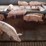 Comissão da Câmara aprova Projeto de Lei que repactua repasses da produção pecuária