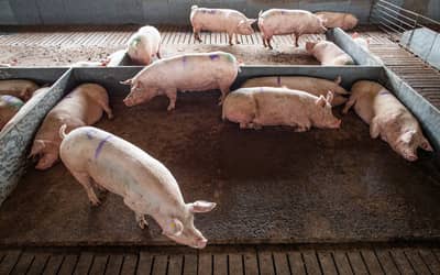 Comissão da Câmara aprova Projeto de Lei que repactua repasses da produção pecuária