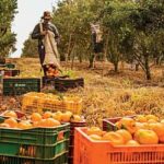 Agro cria 30,5 mil empregos formais em junho, impulsionado pelos cultivos de laranja e café