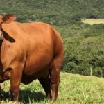 Boi gordo hoje: confira cotações para esta sexta-feira (7)
