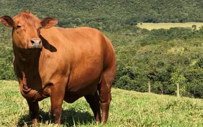 Boi gordo hoje: confira cotações para esta terça-feira (4)