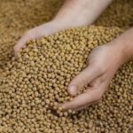 SOJA E TRIGO: confira cotações para esta quarta-feira (5)
