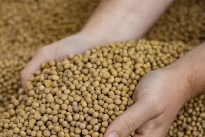 SOJA E TRIGO: confira cotações para esta segunda-feira (3)