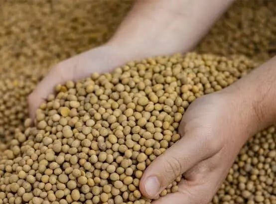 SOJA E TRIGO: confira cotações para esta terça-feira (11)
