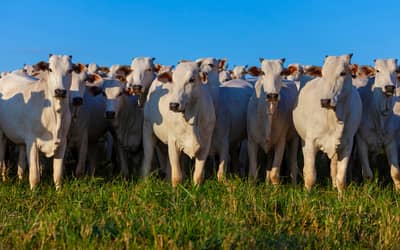 Valor Bruto da Produção Agropecuária é estimado em R$ 1,39 trilhão em julho