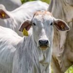 Boi gordo hoje: confira cotações para esta quinta-feira (10)