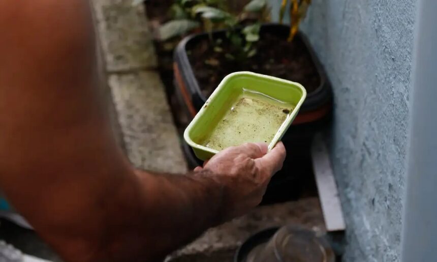 São Paulo registra mais de 58 mil casos de dengue em 2026 (domingo (6))