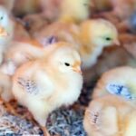 35 mil pintinhos machos são triturados vivos em um único dia no Sul do Brasil