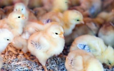 35 mil pintinhos machos são triturados vivos em um único dia no Sul do Brasil
