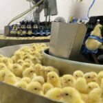 Indústria de ovos: incubatório na Região Sul do país mata em um dia 35 mil pintinhos machos, revela organização