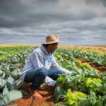 Frente Parlamentar da Agropecuária exige ajustes na renegociação de dívidas rurais