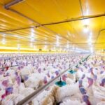 Após confirmação de surto, países suspendem compras de aves brasileiras