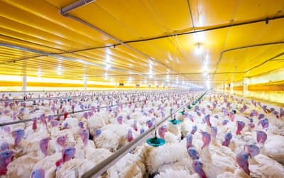 Após confirmação de surto, países suspendem compras de aves brasileiras