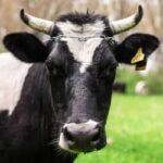 Boi gordo, frango e suíno: confira cotações para esta sexta-feira (9)
