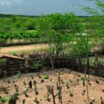 El Niño 2026/2027 ameaça produção no Nordeste: Embrapa alerta