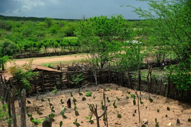 El Niño 2026/2027 ameaça produção no Nordeste: Embrapa alerta