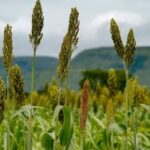 Projeção de produção de grãos em Goiás aponta crescimento de 7,8% na safra 2026/27