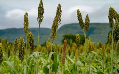 Projeção de produção de grãos em Goiás aponta crescimento de 7,8% na safra 2026/27