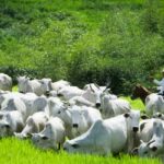 Rebanho bovino recua, mas exportações de carne batem recorde em 2025